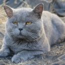 Подробнее об объявлении «Саратов Пропал кот» Фото: пропала кошка Британская короткошерстная «Саратов Пропал кот» в г. Саратов