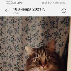 Подробнее об объявлении «Краснодар Пропал кот лигр, 3 года.» Фото: пропала кошка Мейн-кун «Краснодар Пропал кот лигр, 3 года.» в г. Краснодар
