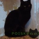 Подробнее об объявлении «Нижний Новгород Пропал кот» Фото: пропала кошка  «Нижний Новгород Пропал кот» в г. Нижний Новгород