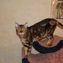 Подробнее об объявлении «Пропала кошка Кемерово» Фото: пропала кошка  «Пропала кошка Кемерово» в г. Кемерово