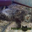 Подробнее об объявлении «Иркутск Пропал кот» Фото: пропала кошка Мейн-кун «Иркутск Пропал кот» в г. Иркутск