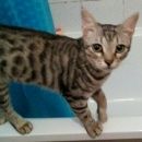 Подробнее об объявлении «Адлер Пропал котик кирова, октября» Фото: пропала кошка  «Адлер Пропал котик кирова, октября» в г. Адлер