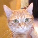 Подробнее об объявлении «Иваново Пропала кошка в.» Фото: пропала кошка  «Иваново Пропала кошка в.» в г. Иваново