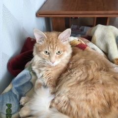 Подробнее об объявлении «Пропал кот, западное дегунино Москва» Фото: пропала кошка  «Пропал кот, западное дегунино Москва» в г. Москва