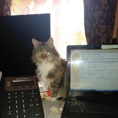 Подробнее об объявлении «Москва Пропала кошка» Фото: пропала кошка  «Москва Пропала кошка» в г. Москва