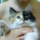 Подробнее об объявлении «Пропала кошка Томск» Фото: пропала кошка  «Пропала кошка Томск» в г. Томск