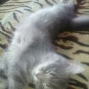 Подробнее об объявлении «Чехов Пропал кот венюково» Фото: пропала кошка  «Чехов Пропал кот венюково» в г. Чехов