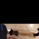 Подробнее об объявлении «Пропал кот сиамский кот Троицк» Фото: пропала кошка Сиамская «Пропал кот сиамский кот Троицк» в г. Троицк