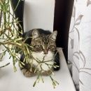 Подробнее об объявлении «Пропала кошка по кличке соня Санкт-Петербург» Фото: пропала кошка  «Пропала кошка по кличке соня Санкт-Петербург» в г. Санкт-Петербург