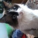 Подробнее об объявлении «Пропал кот Новосибирск» Фото: пропала кошка  «Пропал кот Новосибирск» в г. Новосибирск