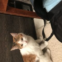 Подробнее об объявлении «Пропала кошка потерялась кошка28 марта 2024 Минск» Фото: пропала кошка  «Пропала кошка потерялась кошка28 марта 2024 Минск» в г. Минск