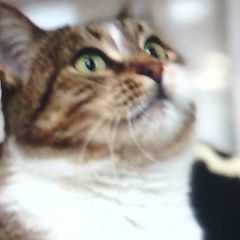 Подробнее об объявлении «Пропал кот Морозовск» Фото: пропала кошка  «Пропал кот Морозовск» в г. Морозовск