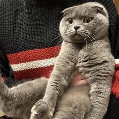 Подробнее об объявлении «Пропал кот Большая Ижора» Фото: пропала кошка  «Пропал кот Большая Ижора» в г. Большая Ижора