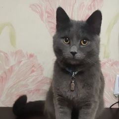 Подробнее об объявлении «Воронеж Пропал кот» Фото: пропала кошка  «Воронеж Пропал кот» в г. Воронеж