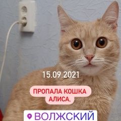 Подробнее об объявлении «Волжский (Волгоградская обл.) Пропала кошка. алиса, волжский» Фото: пропала кошка  «Волжский (Волгоградская обл.) Пропала кошка....» в г. Волжский (Волгоградская обл.)