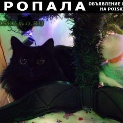 Подробнее об объявлении «Иваново Пропал кот» Фото: пропала кошка  «Иваново Пропал кот» в г. Иваново