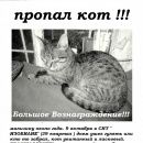 Подробнее об объявлении «Пропала кошка Волжский (Волгоградская обл.)» Фото: пропала кошка  «Пропала кошка Волжский (Волгоградская обл.)» в г. Волжский (Волгоградская обл.)