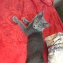 Подробнее об объявлении «Пропала кошка кошечка Кемерово» Фото: пропала кошка  «Пропала кошка кошечка Кемерово» в г. Кемерово