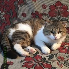 Подробнее об объявлении «Пропал кот Москва» Фото: пропала кошка  «Пропал кот Москва» в г. Москва