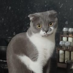 Подробнее об объявлении «Пропала кошка Краснодар» Фото: пропала кошка  «Пропала кошка Краснодар» в г. Краснодар
