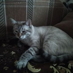 Подробнее об объявлении «Пропал кот сиамский кот г. Фряново» Фото: пропала кошка Сиамская «Пропал кот сиамский кот г. Фряново» в г. Фряново