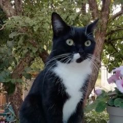 Подробнее об объявлении «Пропала кошка Семилуки» Фото: пропала кошка  «Пропала кошка Семилуки» в г. Семилуки