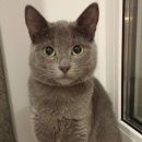 Подробнее об объявлении «Иркутск Пропала кошка подросток» Фото: пропала кошка Британская короткошерстная «Иркутск Пропала кошка подросток» в г. Иркутск
