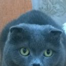 Подробнее об объявлении «Воронеж Пропал кот ик» Фото: пропала кошка Шотландская вислоухая «Воронеж Пропал кот ик» в г. Воронеж