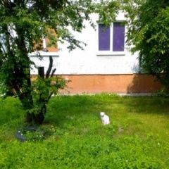 Подробнее об объявлении «Калининград (Кенигсберг) Пропал кот белый глухой кот» Фото: пропала кошка  «Калининград (Кенигсберг) Пропал кот белый...» в г. Калининград (Кенигсберг)