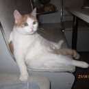 Подробнее об объявлении «Пропала кошка потеряли Томск» Фото: пропала кошка  «Пропала кошка потеряли Томск» в г. Томск