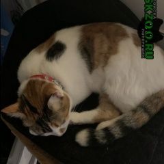Подробнее об объявлении «Сургут Пропала кошка» Фото: пропала кошка  «Сургут Пропала кошка» в г. Сургут