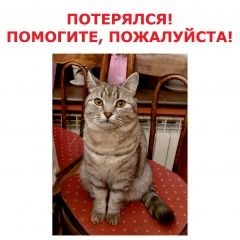 Подробнее об объявлении «Пропал кот.кот кастрированный Санкт-Петербург» Фото: пропала кошка  «Пропал кот.кот кастрированный Санкт-Петербург» в г. Санкт-Петербург
