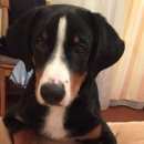 Подробнее об объявлении «Подольск Пропала собака кобель помогите вернуть друга» Фото: пропала собака Аппенцеллер «Подольск Пропала собака кобель помогите вернуть...» в г. Подольск