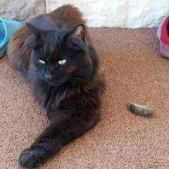 Подробнее об объявлении «Бердск Пропала кошка потерялась черная кошка без хвоста» Фото: пропала кошка Курильский бобтейл «Бердск Пропала кошка потерялась черная кошка...» в г. Бердск
