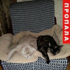 Подробнее об объявлении «Пропала кошка и кот и кошка Зеленоград» Фото: пропала кошка  «Пропала кошка и кот и кошка Зеленоград» в г. Зеленоград