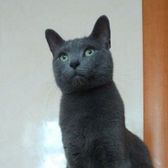 Подробнее об объявлении «Пропал кот Москва» Фото: пропала кошка Русская голубая «Пропал кот Москва» в г. Москва