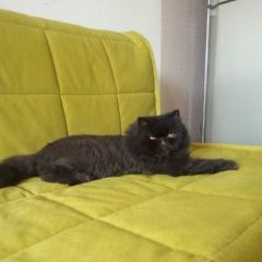 Подробнее об объявлении «Пропал кот любимец, кот Краснодар» Фото: пропала кошка Персидская кошка «Пропал кот любимец, кот Краснодар» в г. Краснодар