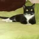 Подробнее об объявлении «Иваново Пропал кот» Фото: пропала кошка  «Иваново Пропал кот» в г. Иваново