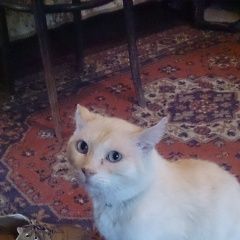 Подробнее об объявлении «Чехов Пропал кот в снт мичуринец ского» Фото: пропала кошка  «Чехов Пропал кот в снт мичуринец ского» в г. Чехов