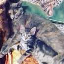 Подробнее об объявлении «Пропала кошка Реутов» Фото: пропала кошка  «Пропала кошка Реутов» в г. Реутов