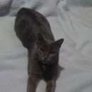 Подробнее об объявлении «Подольск Пропала кошка» Фото: пропала кошка  «Подольск Пропала кошка» в г. Подольск