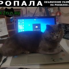 Подробнее об объявлении «Пропал кот, нашедшему вознаграждение Ростов-на-Дону» Фото: пропала кошка  «Пропал кот, нашедшему вознаграждение...» в г. Ростов-на-Дону