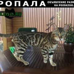 Подробнее об объявлении «Пропал кот бенгальской породы Долгопрудный» Фото: пропала кошка Бенгальская «Пропал кот бенгальской породы Долгопрудный» в г. Долгопрудный