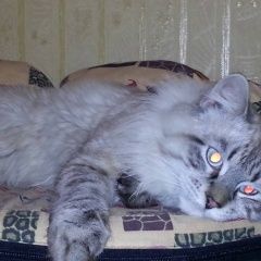 Подробнее об объявлении «Пропал кот невская маскарадная Москва» Фото: пропала кошка  «Пропал кот невская маскарадная Москва» в г. Москва