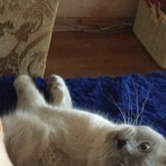 Подробнее об объявлении «Пропал кот Ростов-на-Дону» Фото: пропала кошка Шотландская вислоухая «Пропал кот Ростов-на-Дону» в г. Ростов-на-Дону