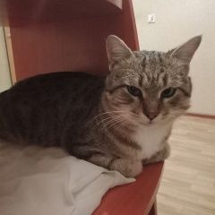 Подробнее об объявлении «Пропал кот Краснодар» Фото: пропала кошка  «Пропал кот Краснодар» в г. Краснодар