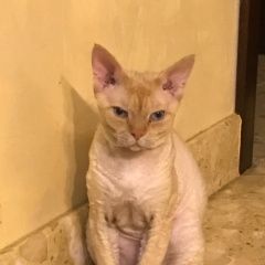 Подробнее об объявлении «Пропал кот срочно за вознаграждение 100$ Симферополь» Фото: пропала кошка Девон-рекс «Пропал кот срочно за вознаграждение 100$...» в г. Симферополь