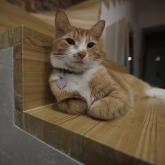 Подробнее об объявлении «Пропал кот Зеленоград» Фото: пропала кошка  «Пропал кот Зеленоград» в г. Зеленоград