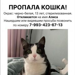 Подробнее об объявлении «Пропала кошка пожалуйста помогите найти Казань» Фото: пропала кошка  «Пропала кошка пожалуйста помогите найти Казань» в г. Казань
