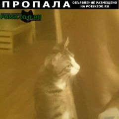 Подробнее об объявлении «Иркутск Пропал кот» Фото: пропала кошка  «Иркутск Пропал кот» в г. Иркутск